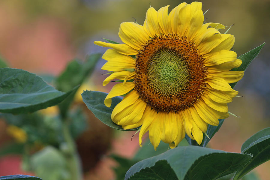 Sunflower Summer Photograph by Rachel Morrison