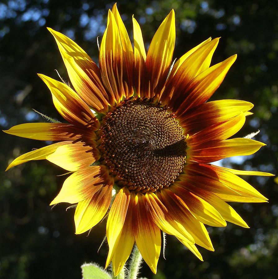 Sunflower Summer Season Photograph by Daniel Vassily Fine Art America