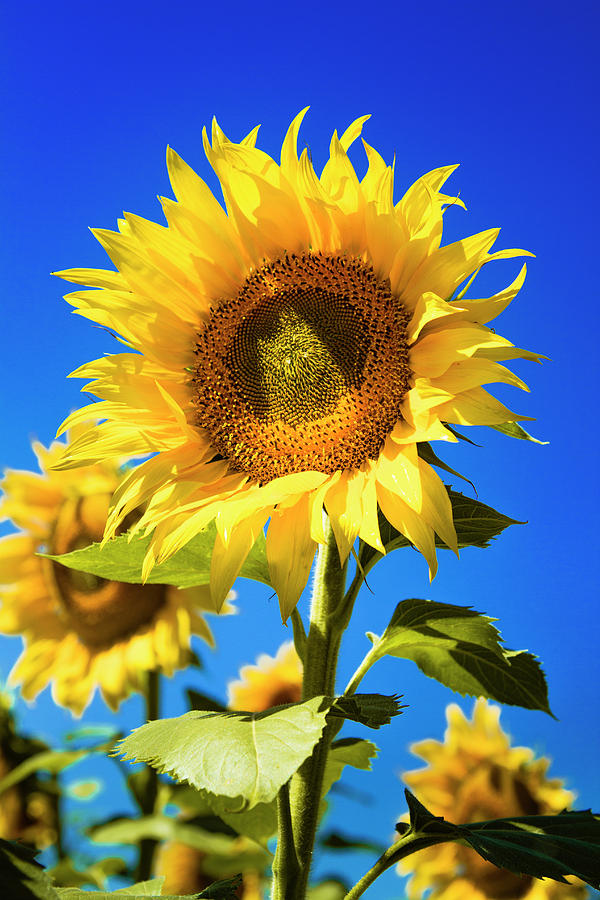 Sunflower Summer Photograph by Teri Virbickis