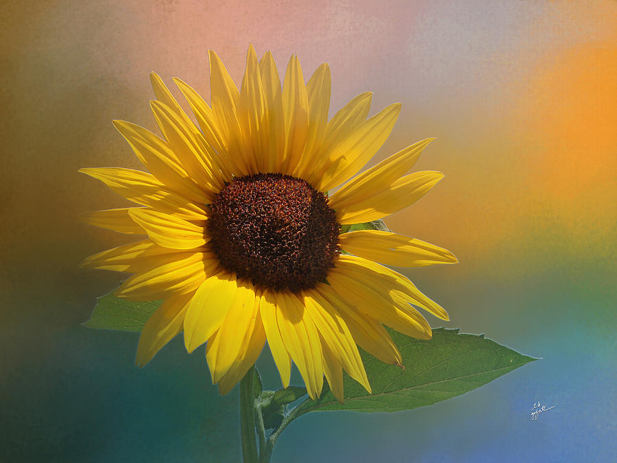 Sunflower Summer Photograph by TK Goforth