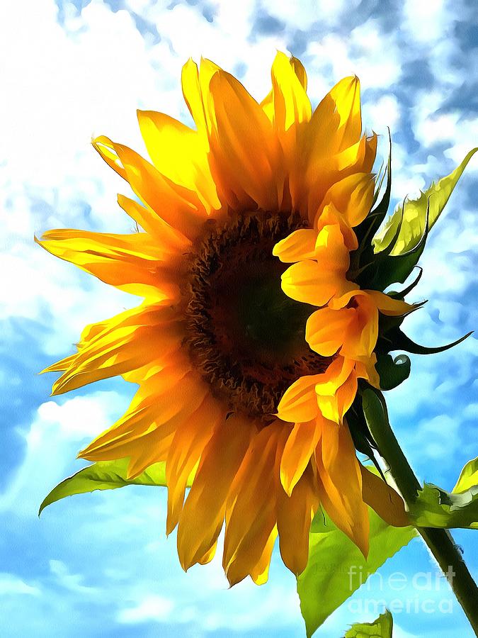 Sunflower - Sun Shine On Photograph by Janine Riley