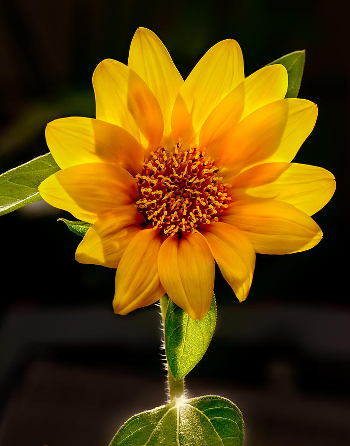 Sunflower Sunbeam Print Photograph by Gwen Gibson