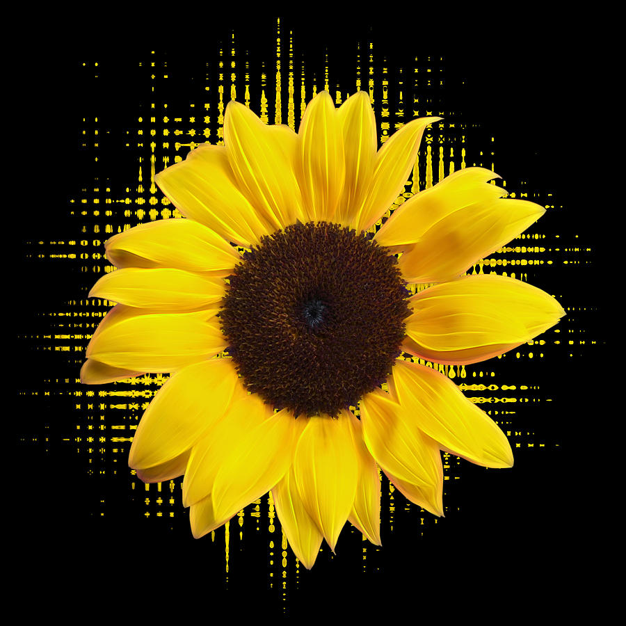 Sunflower Sunburst Photograph by Gill Billington