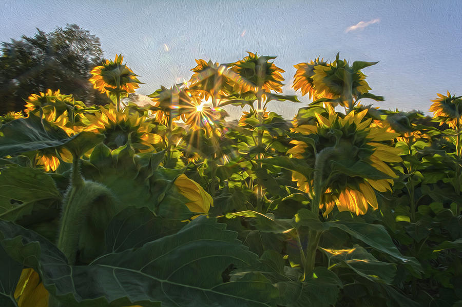 Sunflower Sunburst Oil Paint Version Photograph by Angelo Marcialis