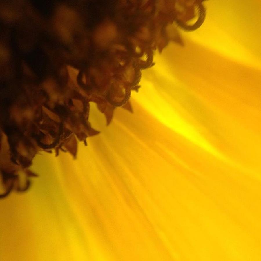 Nature Photograph - Sunflower #sunflower #flower #yellow by Kate Groome