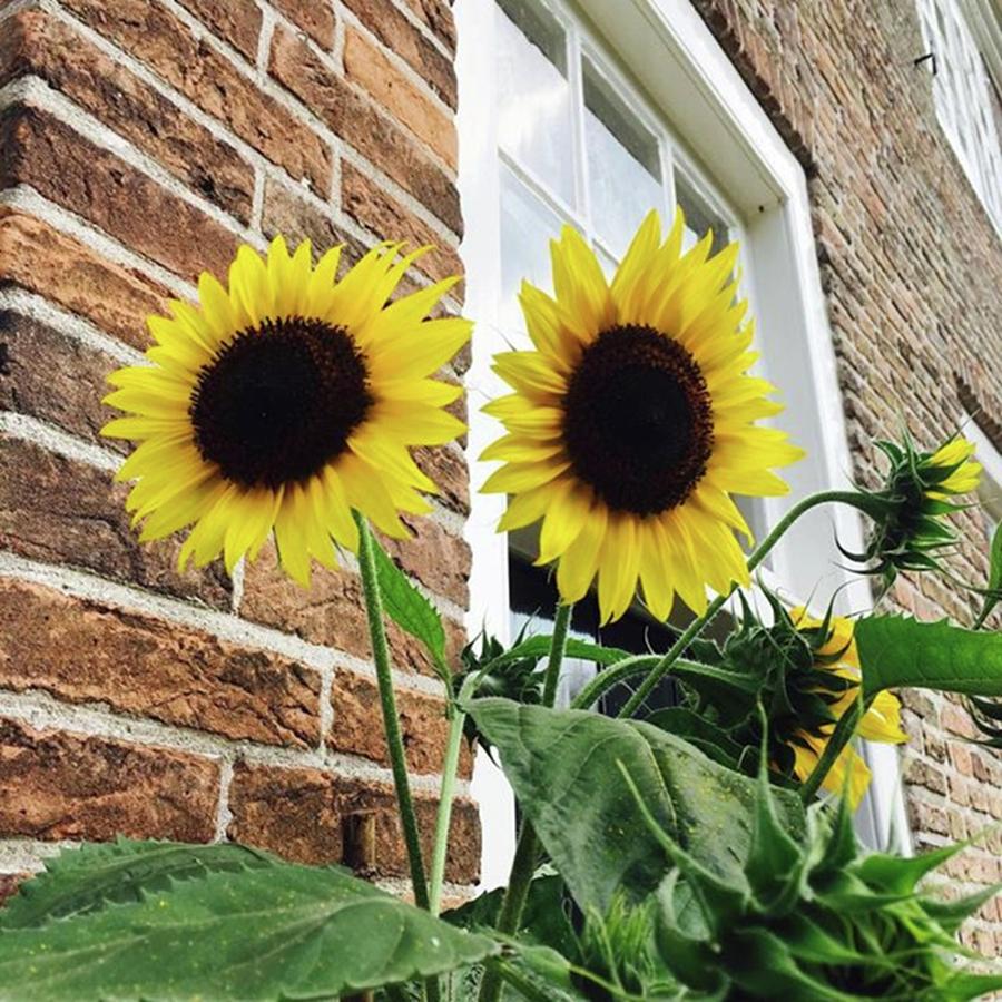 Summer Photograph - #sunflower #sunflowers #flowers #flower by Elize Aurik
