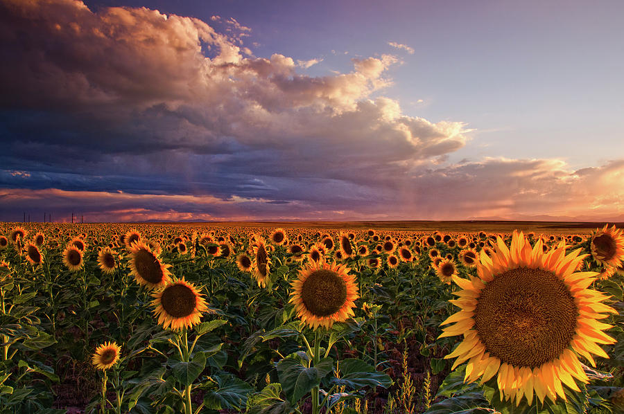 Sunflower Sunlight Photograph by John De Bord