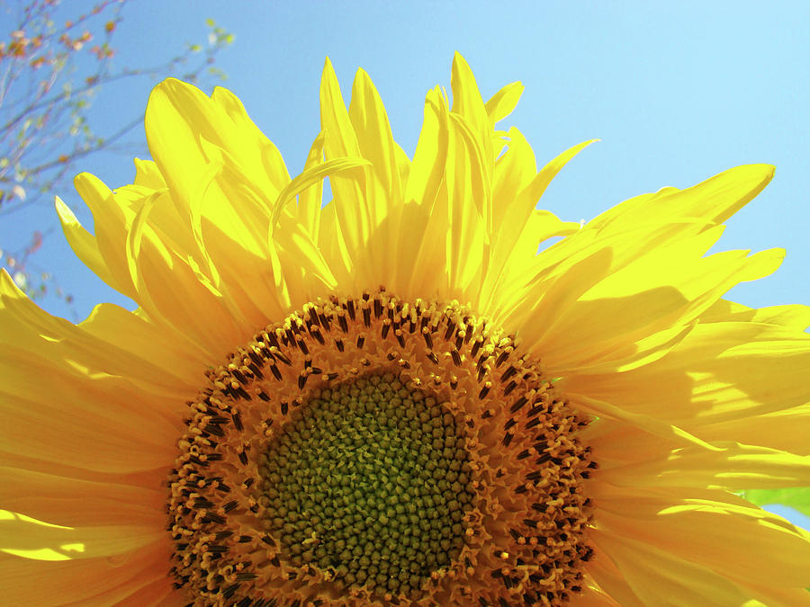 Sunflower Photograph - SUNFLOWER Sunlit Sun Flowers Giclee Art Prints Baslee Troutman by Patti Baslee