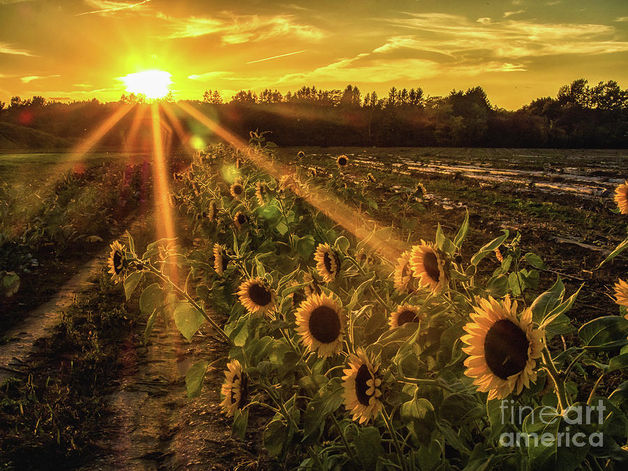 Sunflower Sunrays on Long Island, New York Photograph by Alissa Beth Photography
