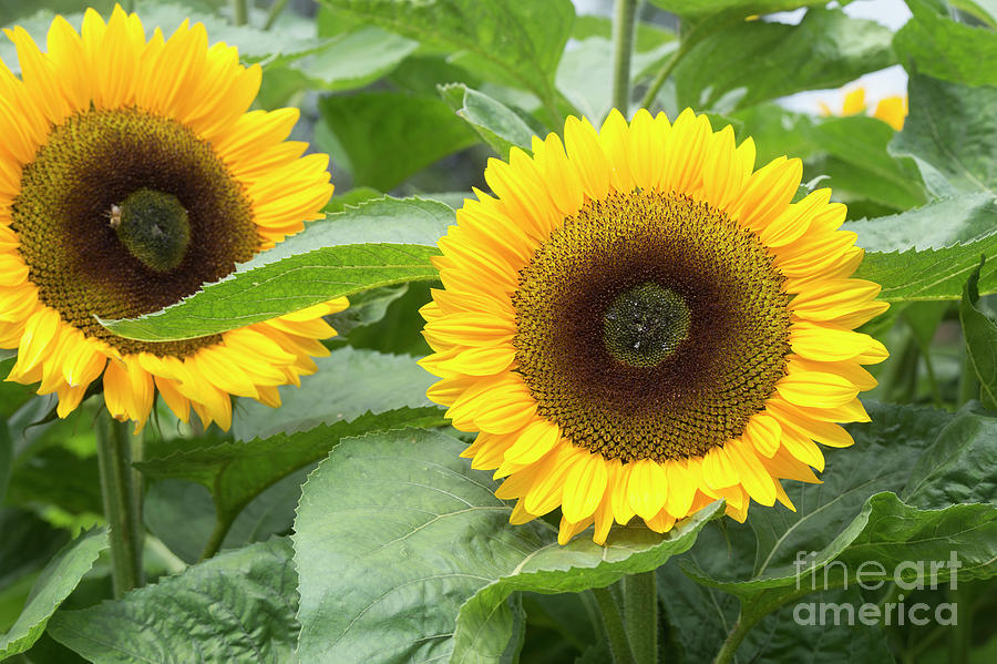 Sunflower Sunrich Orange Summer Photograph by Tim Gainey