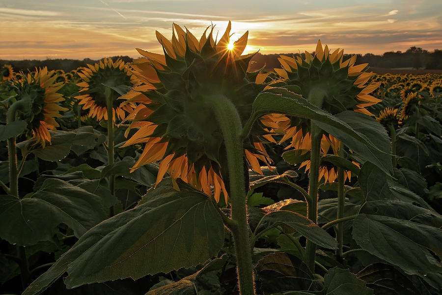Sunflower Sunrise Photograph by Eilish Palmer