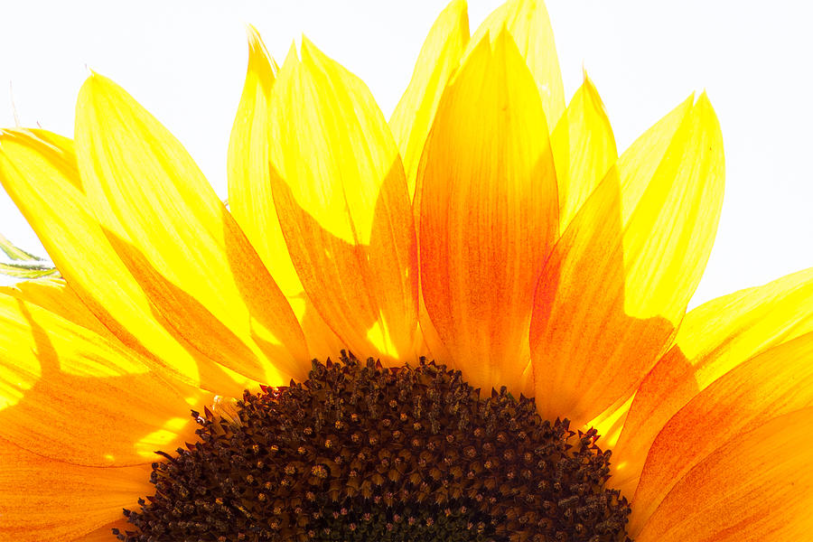 Sunflower Sunrise Photograph by Elaine Goss