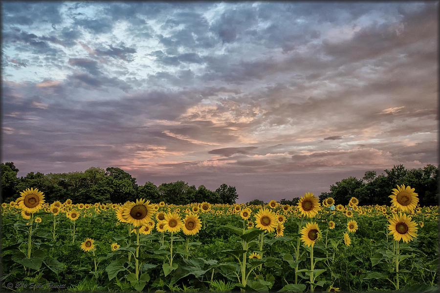 Sunflower Sunrise Photograph by Erika Fawcett