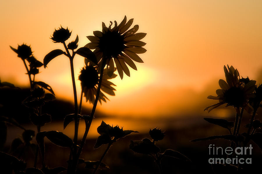 Sunflower Sunrise Photograph by Fred Lassmann