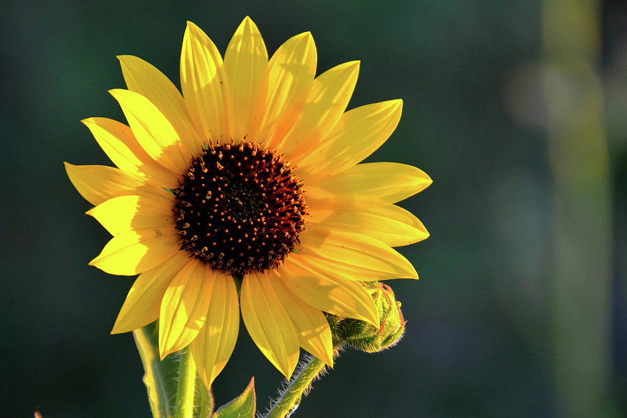 Sunflower at Sunrise Photograph by Brian Goodbar - Fine Art America