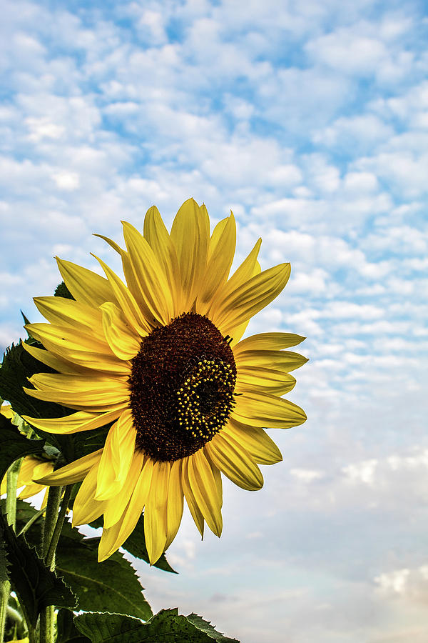 Sunflower Sunrise Photograph by DiGiovanni Photography