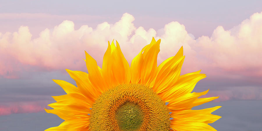 Sunflower Sunrise Panoramic Photograph by Gill Billington