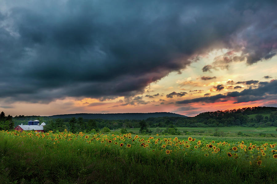 Sunflower Sunset 2018 Photograph by Bill Wakeley