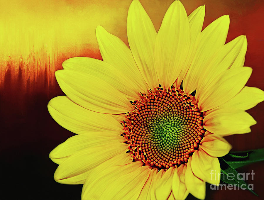 Sunflower Photograph - Sunflower Sunset by Kaye Menner by Kaye Menner