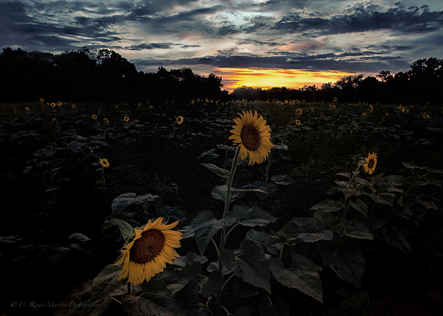 Sunflower Sunset Photograph by C  Renee Martin