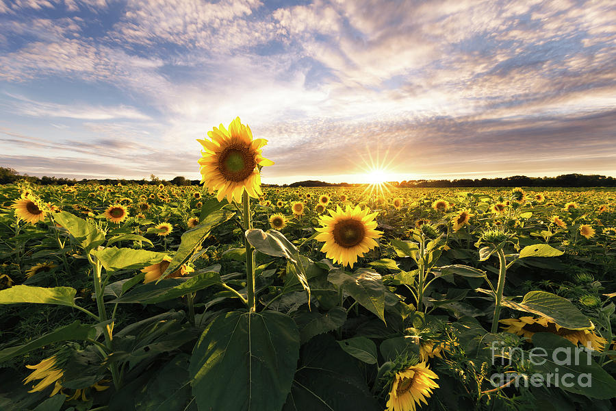 Sunflower Sunset Photograph By Ernesto Ruiz