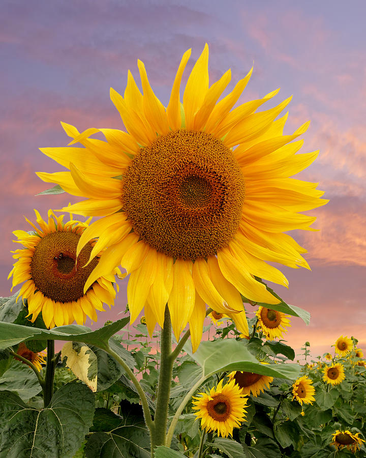 Sunflower Sunset Photograph by Gill Billington