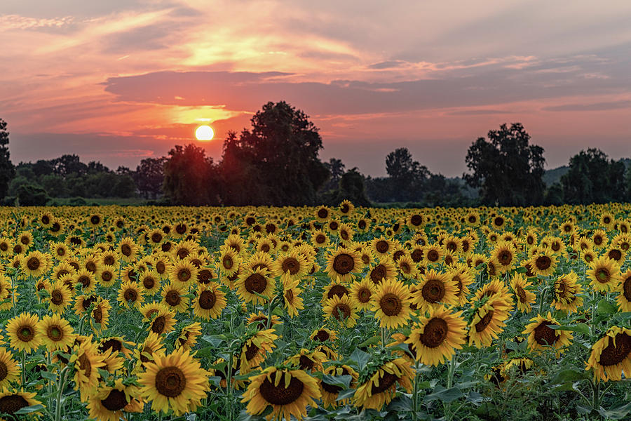 Sunflower Sunset II Photograph by Rod Best