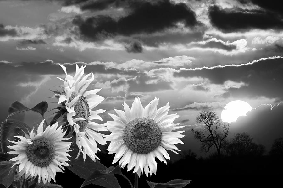 Sunflower Sunset In Black And White Photograph by Gill Billington