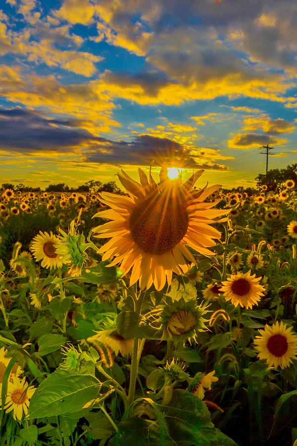 Sunflower Sunset Photograph by Ina Kratzsch