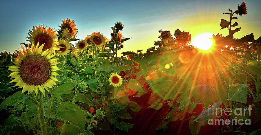 Sunset Photograph - Sunflower sunset inspirations  by Michelle Zearfoss