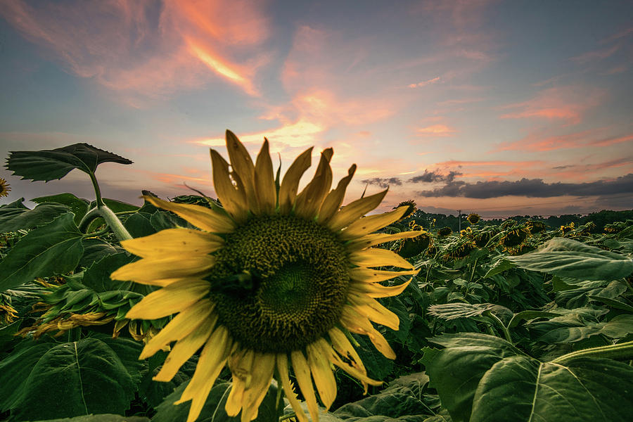 Sunflower Sunset Photograph by James-Allen