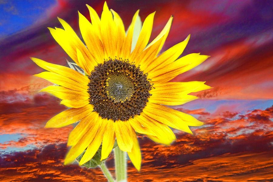 Sunflower Sunset Photograph by James BO Insogna