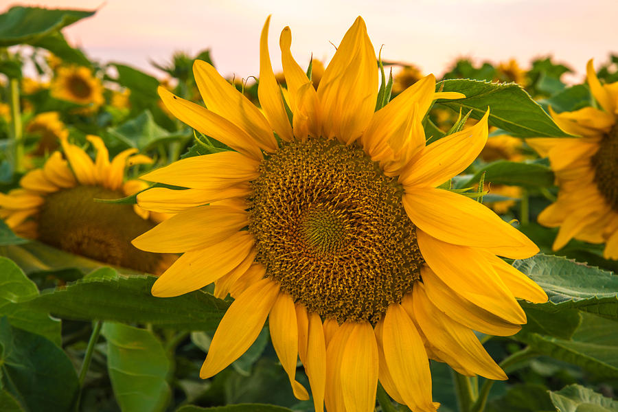 Sunflower Sunset Photograph by Janet  Kopper