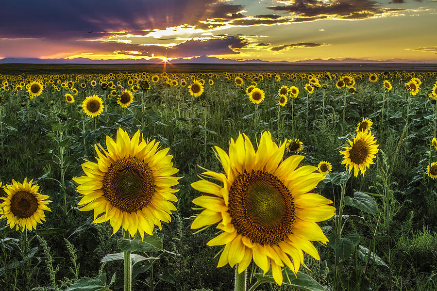 Sunflower Sunset Photograph by Kristal Kraft