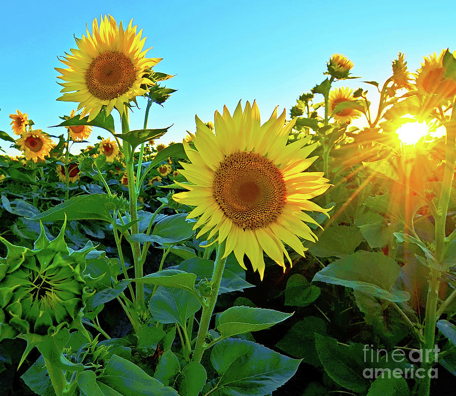 Flower Photograph - Sunflower sunset light by Michelle Zearfoss