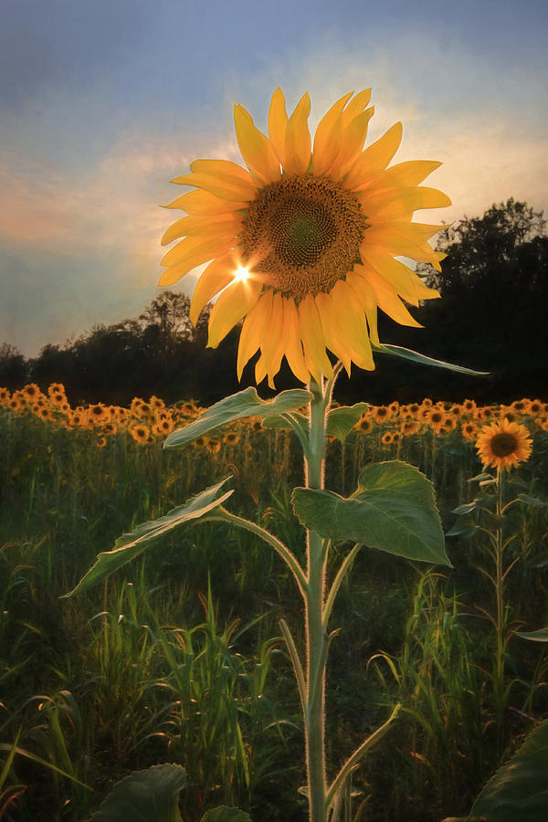 Sunflower Sunset Photograph By Lori Deiter Fine Art America 8917