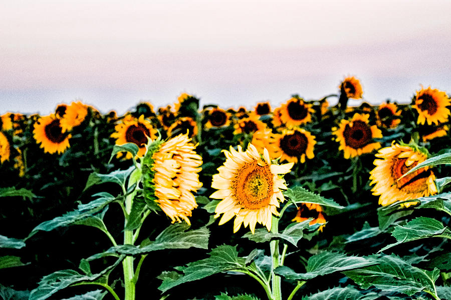 Sunset Photograph - Sunflower Sunset by Marty Kugler