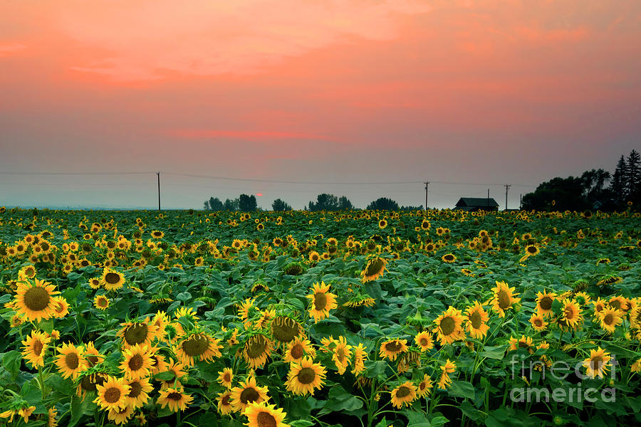Sunflower Sunset Photograph by Michael Dawson
