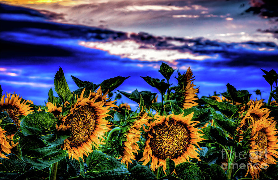 Sunflower Sunset Photograph by Paul Gillham