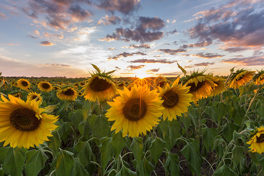 Sunflower Sunset Photograph by Paul Schultz