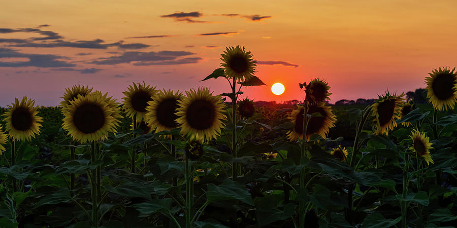 Sunflower Sunset Photograph by Penny Meyers