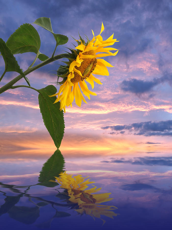 Sunflower Sunset Reflections Photograph by Gill Billington