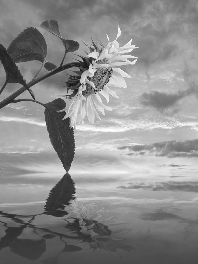 Sunflower Sunset Reflections in Mono Photograph by Gill Billington