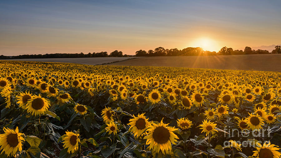 Sunset Photograph - Sunflower sunset by Richard Thomas