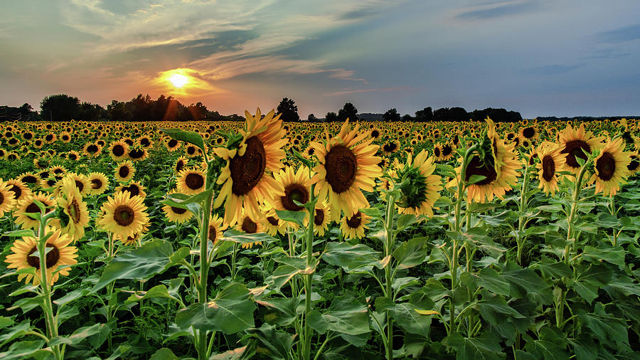 Sunflower Sunset Photograph by Rod Best