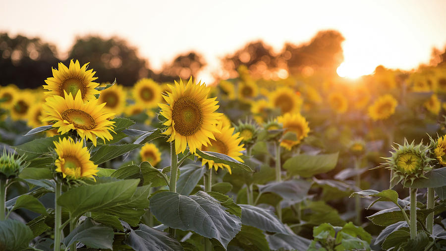 Sunflower Sunset Photograph by Ryan Heffron