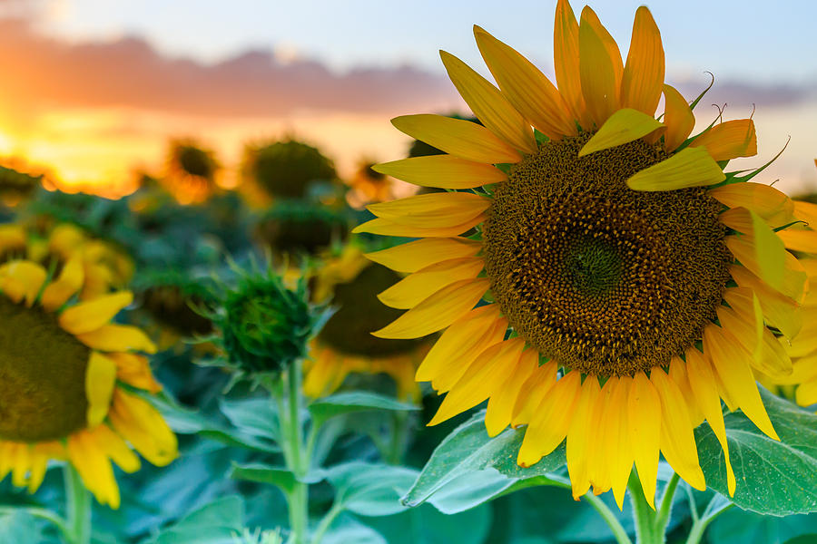 Sunflower Sunset Photograph by Sandy Eveleigh - Fine Art America