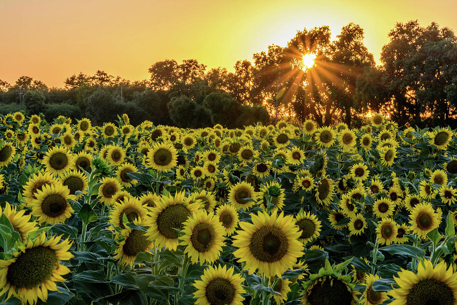 Sunflower Sunset Photograph by Steph Gabler