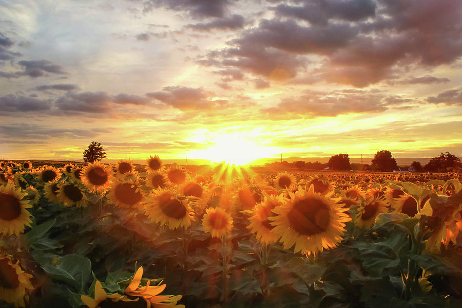 Sunflower Sunset Photograph By Susan Grove Pixels 0072