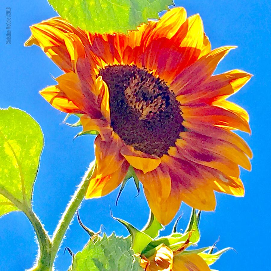 Sunflower Sunshine 1 Photograph by Christine McCole